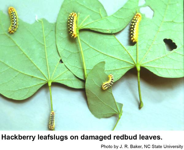 Hackberry leafslug caterpillar